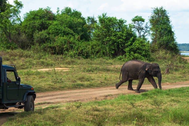 istock Young elephant crossing road at National Park 955245590