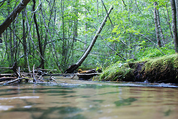 The Creek's Point of View stock photo