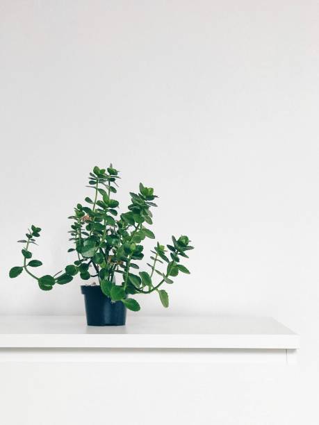 istock Green plant in a minimalist setting 955248610