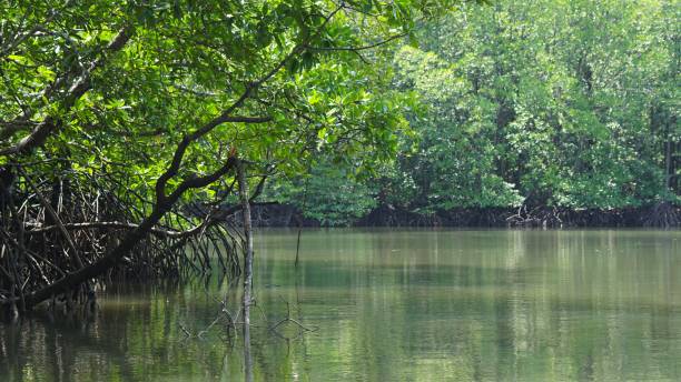 mangrove in Langkawi Malaysia stock photo