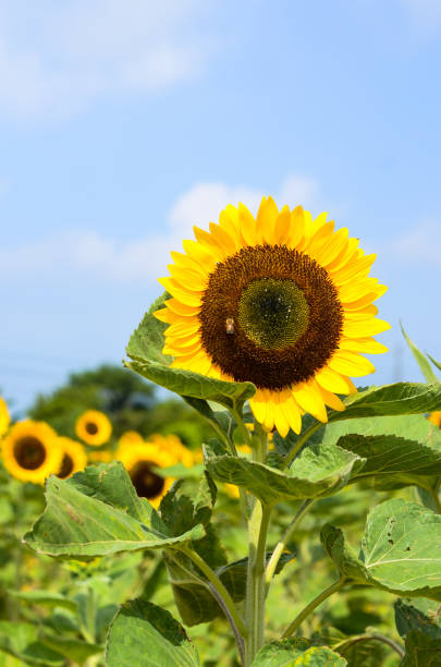 istock helianthus sunflower garden 955251362