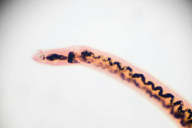 istock Schistosoma japonicum under light microscopy 955251958