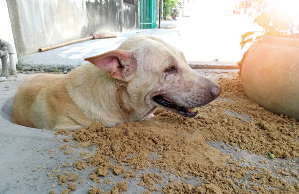 brown dog digging hole to hiding hot wave from sun ray