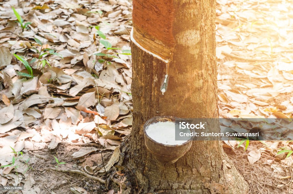 Rubber Tree Extract Tapping Rubber Latex Extracted From Rubber Tree Stock Photo - Download ...