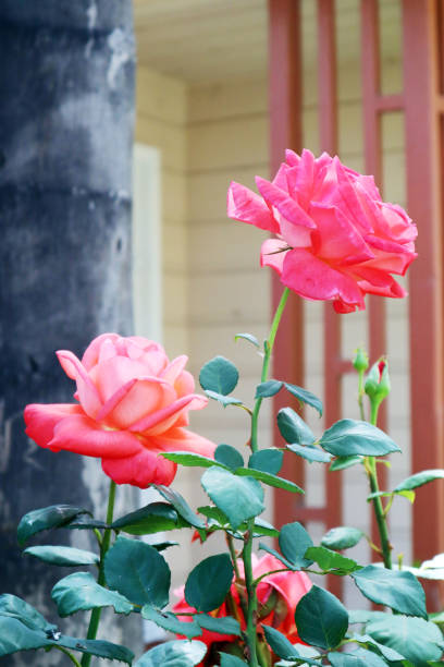 istock Red and pink flowers 955255246