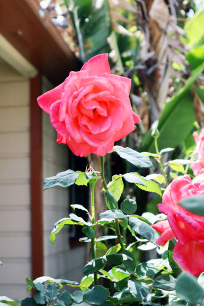 istock Red and pink flowers 955255250