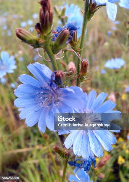 Flores Silvestres Azules Flor De Foto de stock y más banco de imágenes de  Abstracto - Abstracto, Anémona - Familia del Ranúnculo, Azul - iStock