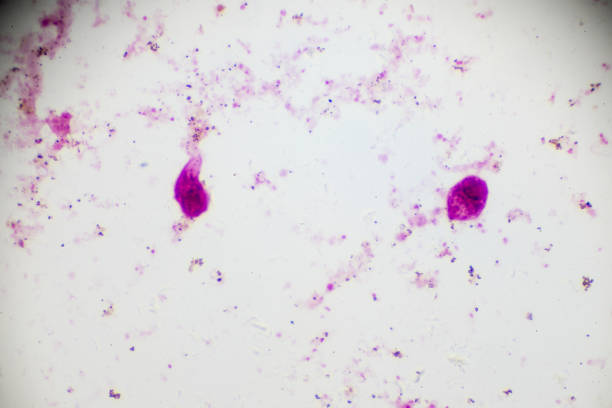 istock Schistosoma japanicum miracidia under light microscopy 955255770