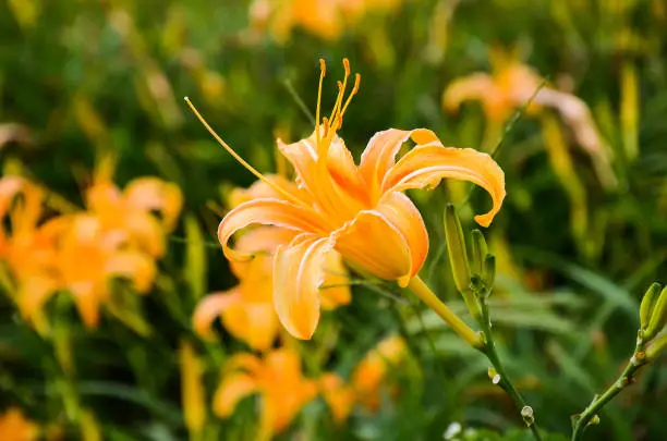 agriculture,asia,attractions,background,beautiful,beauty,bloom,blooming,blossom,blue,bright,citrina,closeup,cloud,color,day,day-lily,daylily,decoration,flora,flower,fuli,fulva,garden,genus,go sightseeing,green,hemerocallis,hualien,lily,mountain,natural,nature,orange,outdoor,petal,photography,plant,scenery,season,sky,spring,stamens,summer,sunny,taiwan,the orange daylily flower at sixty stone mountain,tourism,white,yellow