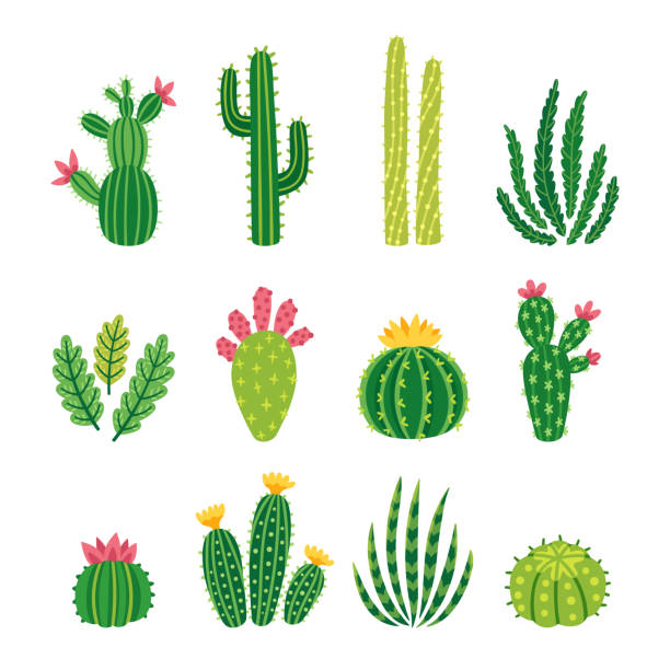 Vector set of bright cacti, aloe and leaves. Collection of exotic plants. Decorative natural elements are isolated on white. Cactus with flowers. Vector set of bright cacti, aloe and leaves. Collection of exotic plants. Decorative natural elements are isolated on white. Cactus with flowers. prickly pear cactus stock illustrations