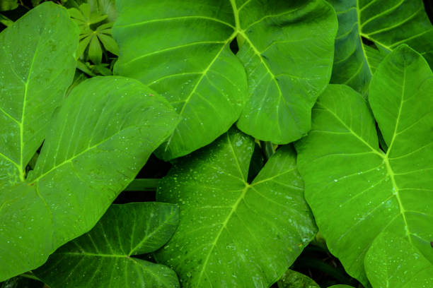 istock Taro or Caladium Collection Medan, indonesia. 955263928