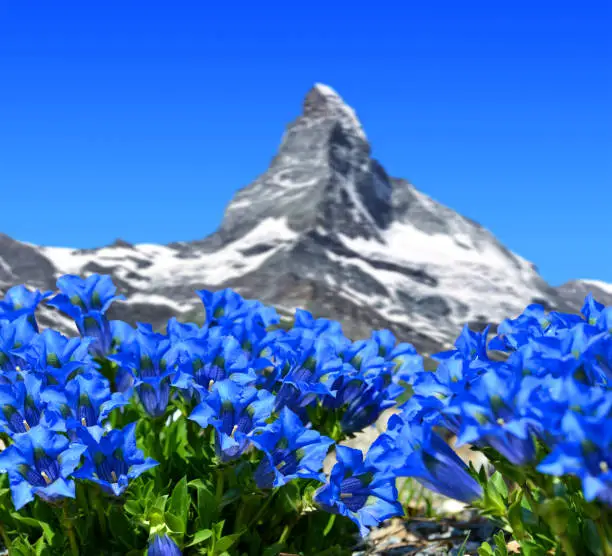 Beautiful mountain Matterhorn with blooming gentian, Pennine Alps, Switzerland.