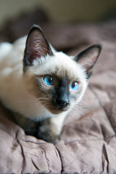 istock the kitten (Siamese type ,Mekong bobtail) lies on a cover 955264790