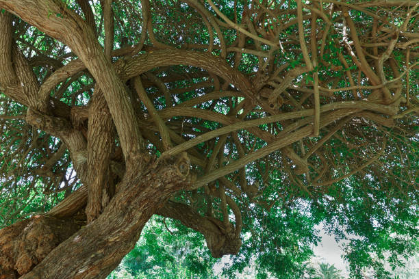 istock tree in the Park Rothschild 955267110