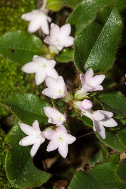 Trailing Arbutus Stock Photos, Pictures & Royalty-Free Images - iStock Trailing Arbutus Stock Photos, Pictures & Royalty-Free Images - iStock