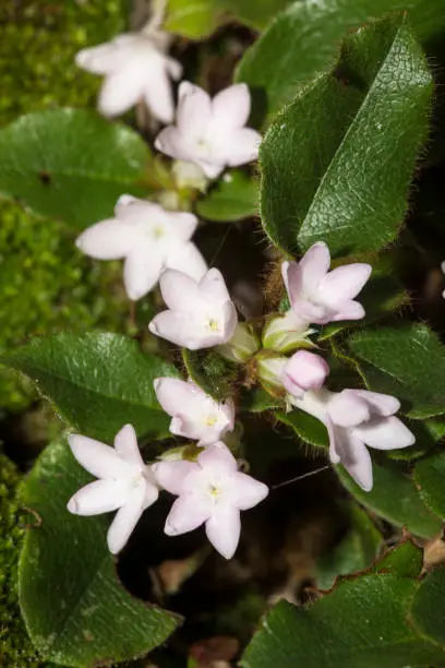 Clusters of pink flowers of trailing arbutus, Epigaea repens, at Valley Falls Park in Vernon, Connecticut.