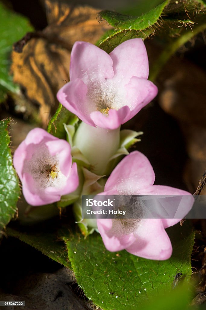 Flowers Of Trailing Arbutus At Valley Falls Park In Connecticut Stock Photo - Download Image Now - iStock Flowers Of Trailing Arbutus At Valley Falls Park In Connecticut Stock Photo - Download Image Now - iStock