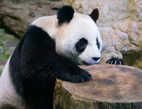 Giant panda bear close-up with paw on a tree stump and visible claws