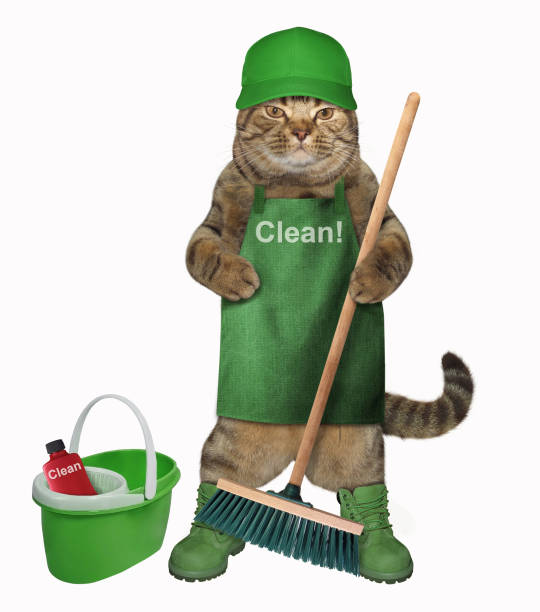 istock Cat in an apron with a broom and a bucket 955268200