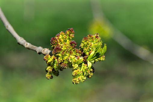 The blooming of an Ash tree (Fraxinus excelsior)