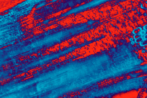 micrographie manipulé et abstraite de la tige d’une fleur de marguerite. - scientific micrograph science bee abstract photos et images de collection