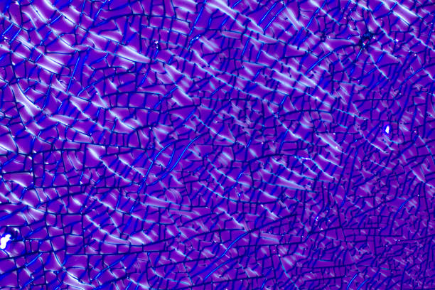 Abstract micrograph of dried albumin that was sent into space on a NASA shuttle mission.