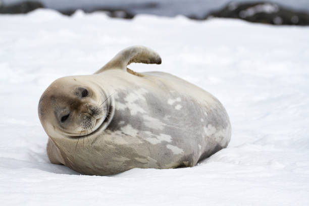 istock Weddell seal (Leptonychotes weddellii), Antarctic Peninsula 955272468