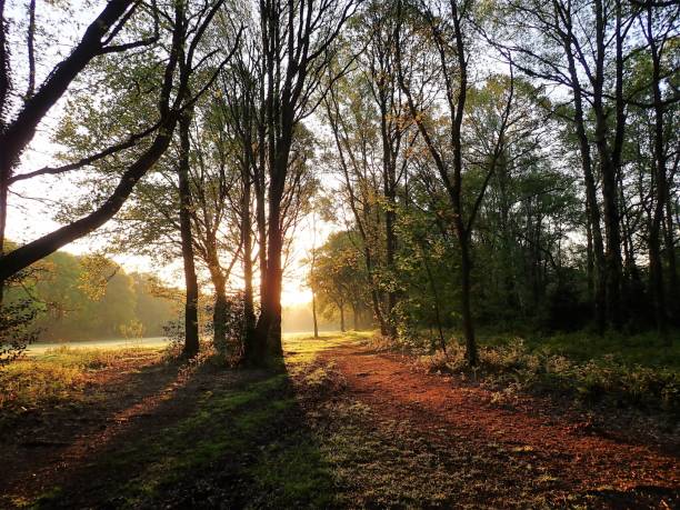 istock Sunrise through trees, Chorleywood Common 955273012