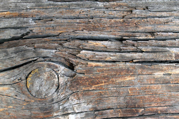 istock The old wood texture with natural patterns. Inside the tree background. Old grungy and weathered grey wooden wall planks texture background 955277466