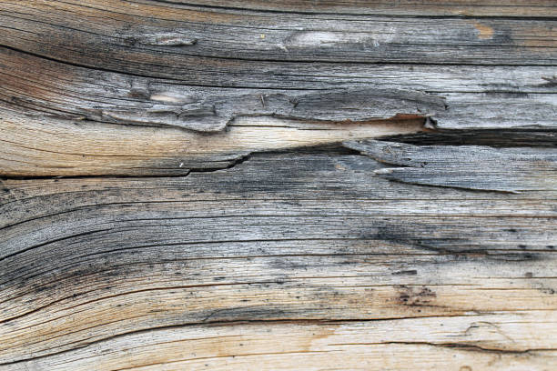 istock The old wood texture with natural patterns. Inside the tree background. Old grungy and weathered grey wooden wall planks texture background 955280024