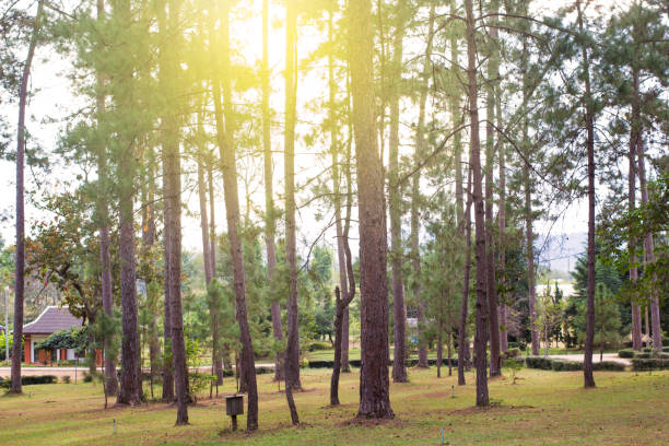 istock Pine forest in Chiangmai Thailand with evening warm light 955280296