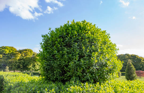 Wild Privet Ligustrum hedge nature texture A sample of topiary art Wild Privet Ligustrum hedge close up nature texture A sample of topiary art privet stock pictures, royalty-free photos & images