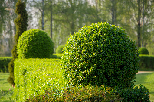 Wild Privet Ligustrum hedge close up nature texture A sample of topiary art