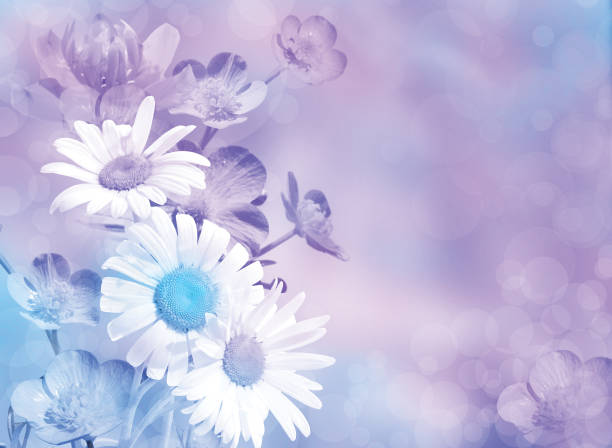 istock Lilac blue flower background. Chamomiles, yellow-cup in pastel shades 955281730
