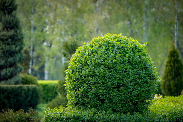 istock Wild Privet Ligustrum hedge nature texture A sample of topiary art 955281914
