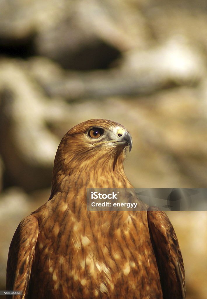 buzzard - Foto de stock de Abutre royalty-free