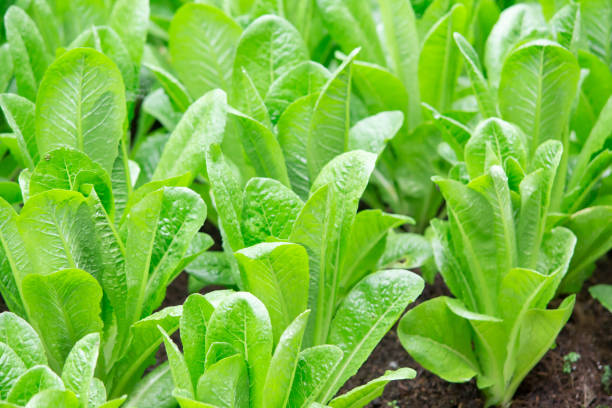 istock Fresh green oak vegetable in the organic farm 955287222