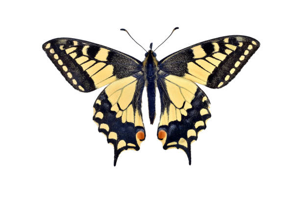 istock Old world swallowtail butterfly (Papilio Machaon), isolated on white 955290206
