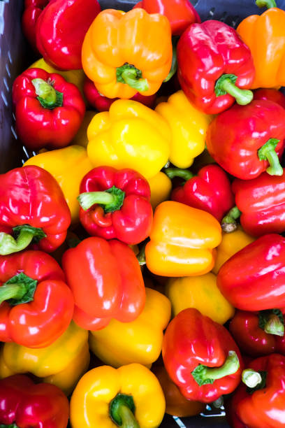 istock Organic capsicums or bell peppers - red and yellow - in a plastic crate 955291452