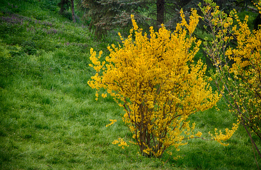 Blooming forsythia in early spring, yellow flowers background