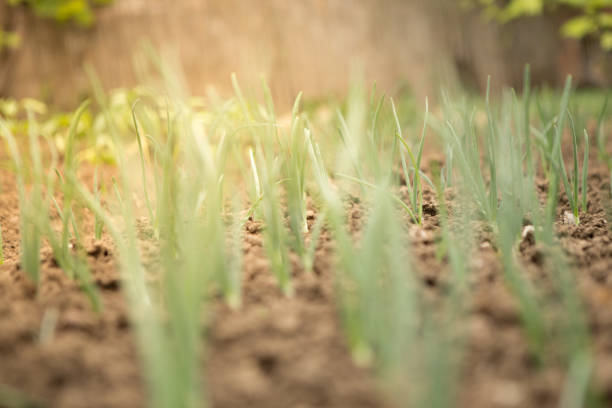 istock Young onion in the garden. 955300530