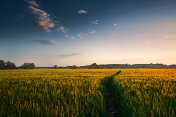 istock beautiful sunset in field with footpath, spring landscape, bright colorful sky and clouds as background, green wheat 955304422