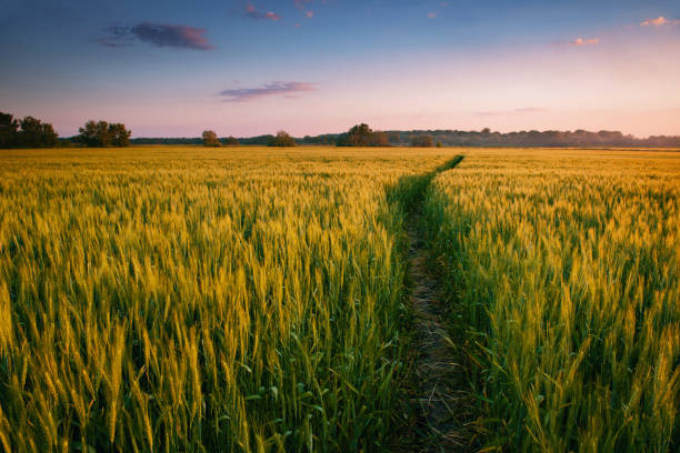 istock beautiful sunset in field with footpath, spring landscape, bright colorful sky and clouds as background, green wheat 955305116