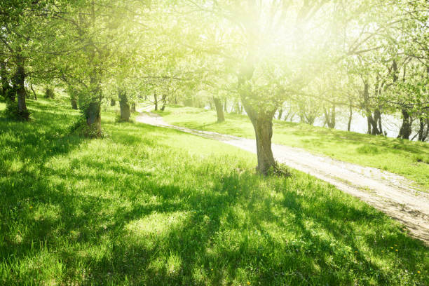 bright summer forest at sunny day, beautiful landscape, green grass and trees