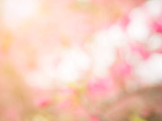 istock Abstract blur and soft sweet pink cherry blossom background 955306348
