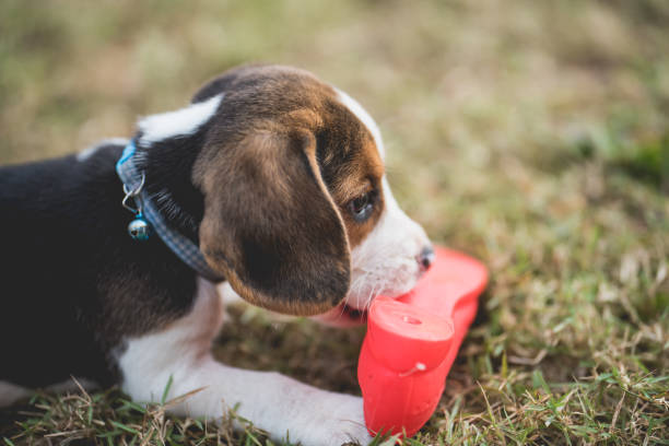istock the puppy beagle bite a shoe on the green field 955310626