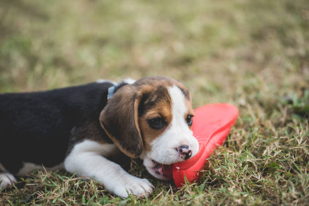 istock the puppy beagle bite a shoe on the green field 955310706