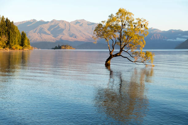 istock The Wanaka Tree in New Zealand at Dawn 955313396