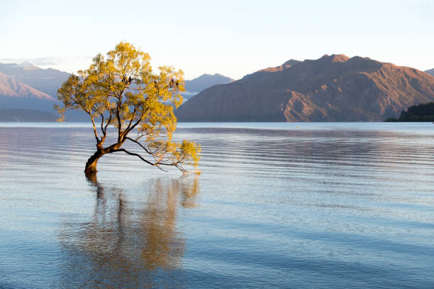 istock The Wanaka Tree in New Zealand at Dawn 955313532