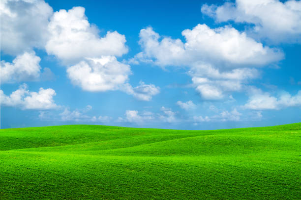 istock Green grass hills landscape with blue sky summer. 955313672